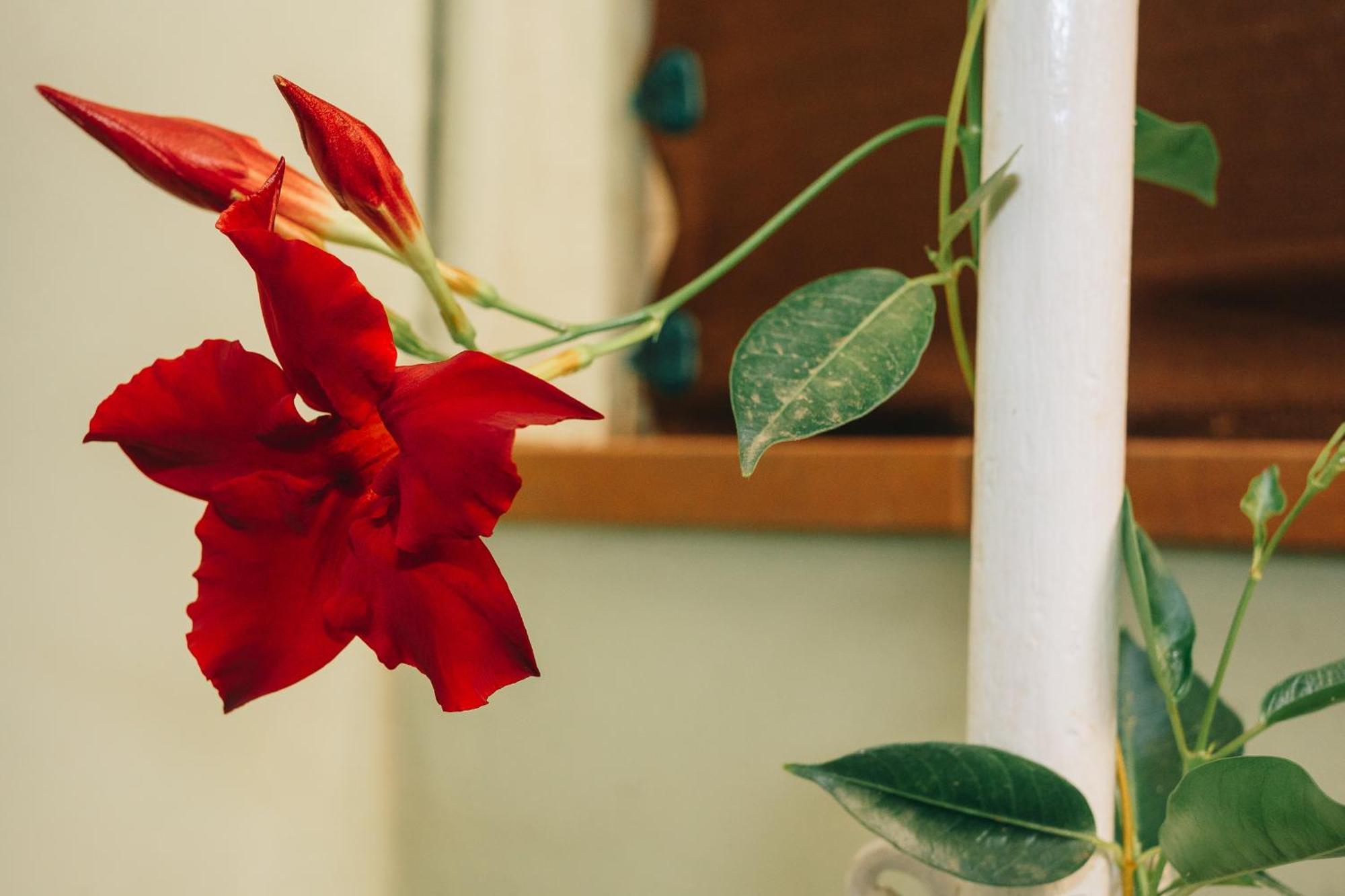 Homestay Casona Mafalda Prato (Prato)